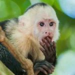 Capuchin monkeys and the concept of money. How basic are behavioral biases ?