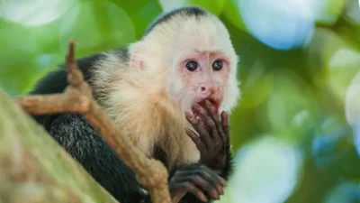 Capuchin monkeys and the concept of money