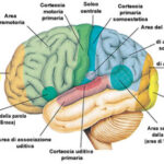 Brain Oxygenation. An important factor in improving our mind