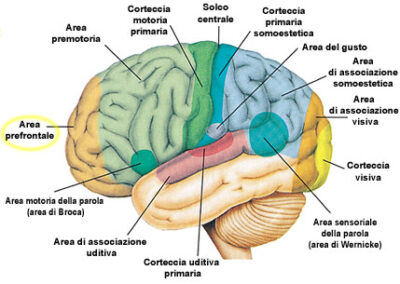 Oxygenation of the brain