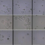 Graphene oxide and ice nucleation in the atmosphere