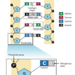 Oncomir, a tumor-associated microRNA. Is it just an odd coincidence ?